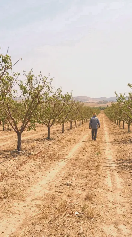 Petal Drift on Blossom, the whole orchard