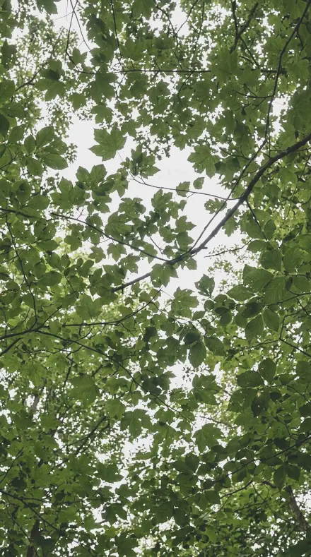Blossom Noon applied to The canopy, greens held back