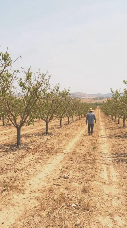 Orchard Bloom on Blossom, the whole orchard