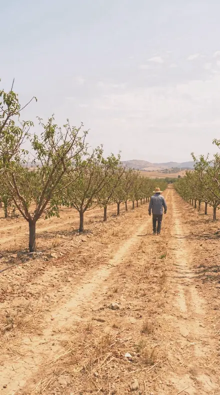 Cherry Light on Blossom, the whole orchard
