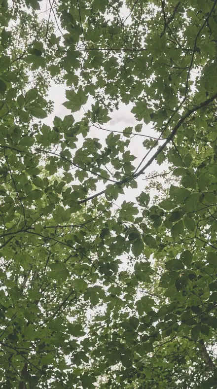 Cherry Light applied to The canopy, greens held back