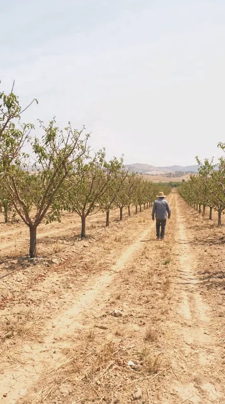 Soft Bract on Blossom, the whole orchard