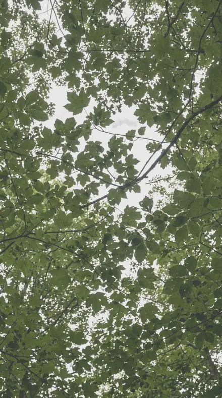 Fallen Petal applied to The canopy, greens held back