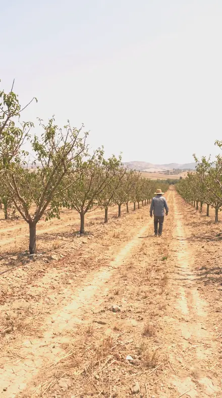 Bloom Warmth on Blossom, the whole orchard