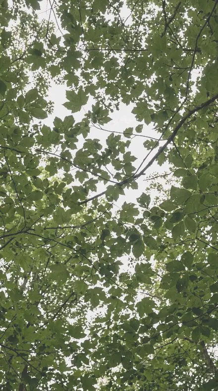 Bloom Warmth applied to The canopy, greens held back