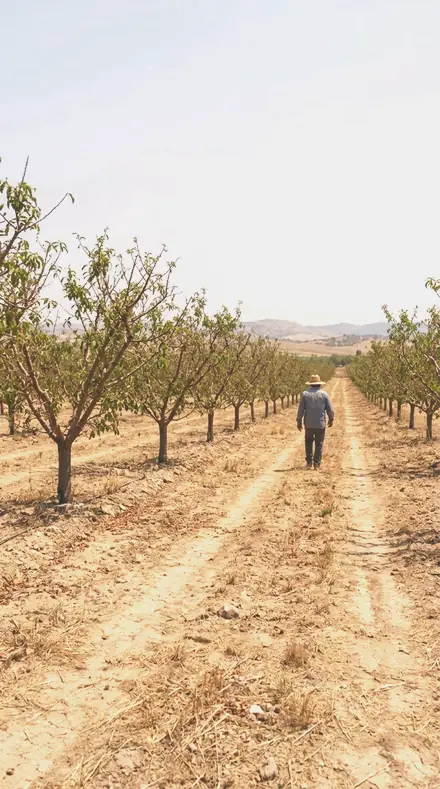 Apple Branch on Blossom, the whole orchard