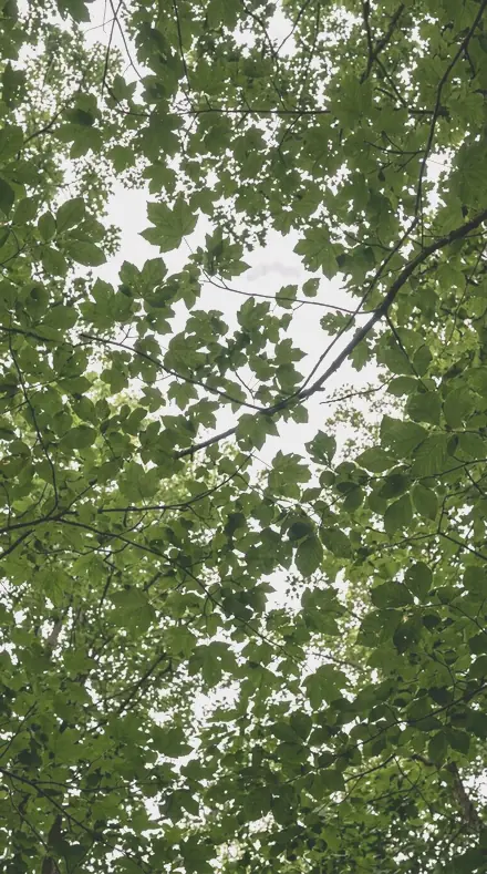 Blush Sky applied to The canopy, greens held back