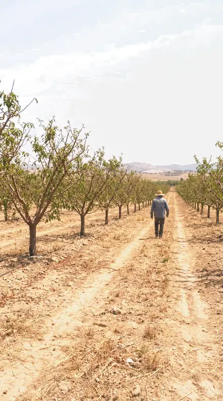 Late Blossom on Blossom, the whole orchard