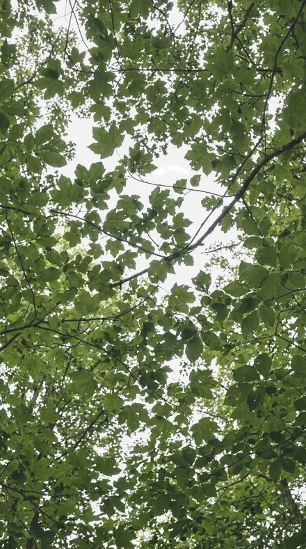 Late Blossom applied to The canopy, greens held back