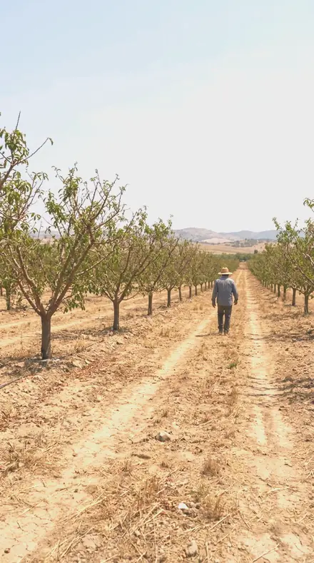 Opening Bud on Blossom, the whole orchard