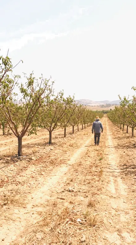 Spring Orchard on Blossom, the whole orchard
