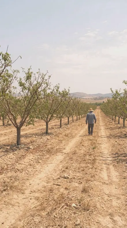 Pale Bloom on Blossom, the whole orchard