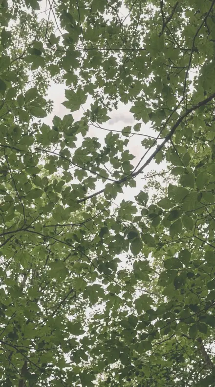 Pale Bloom applied to The canopy, greens held back