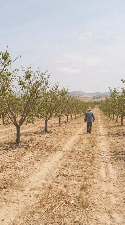 Petal Edge on Blossom, the whole orchard