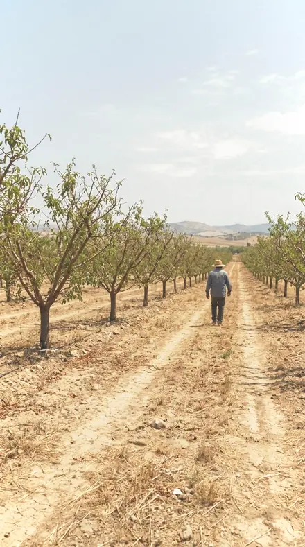 Stem Water on Blossom, the whole orchard