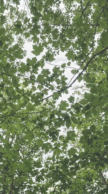 Bloom Cluster applied to The canopy, greens held back
