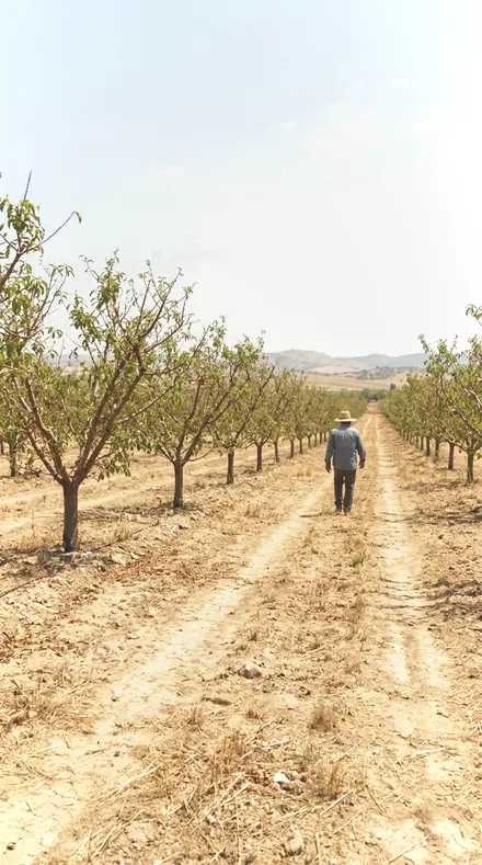Cut Stem on Blossom, the whole orchard