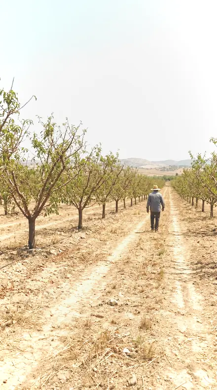 Dropped Petal on Blossom, the whole orchard