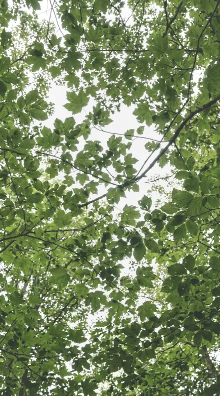 Dropped Petal applied to The canopy, greens held back