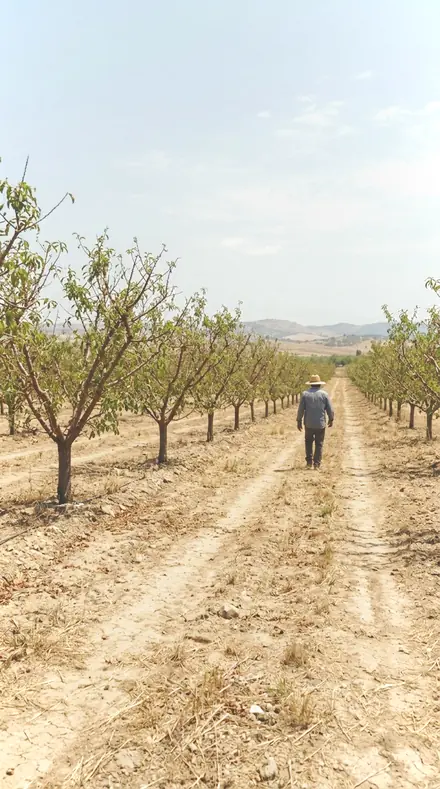 Sprig Green on Blossom, the whole orchard