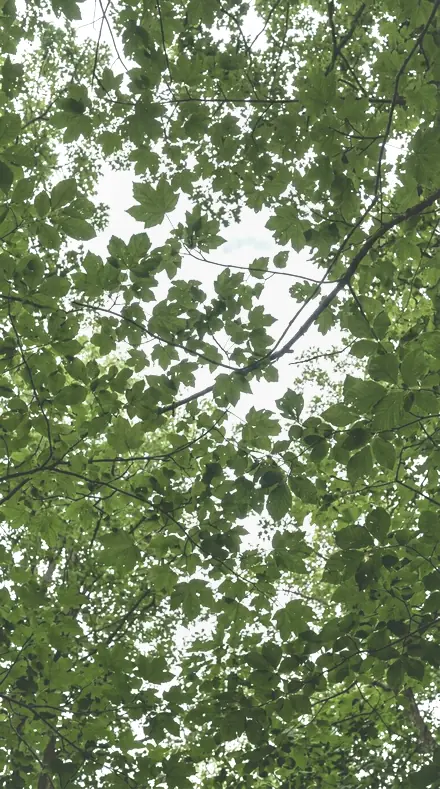 Blossom Wide applied to The canopy, greens held back