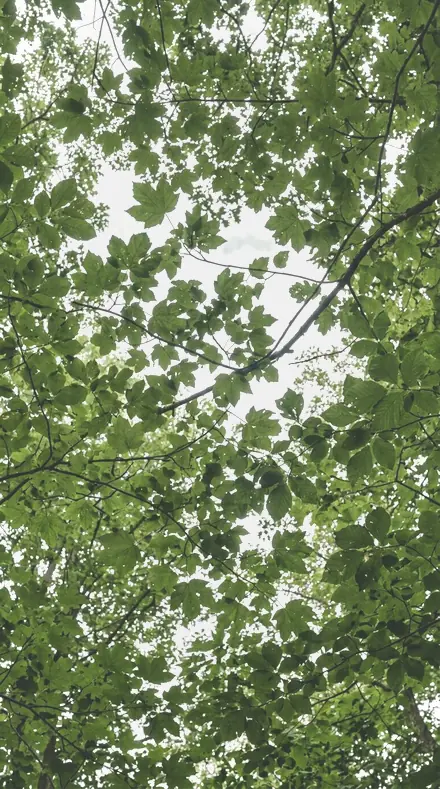 Petal Curl applied to The canopy, greens held back